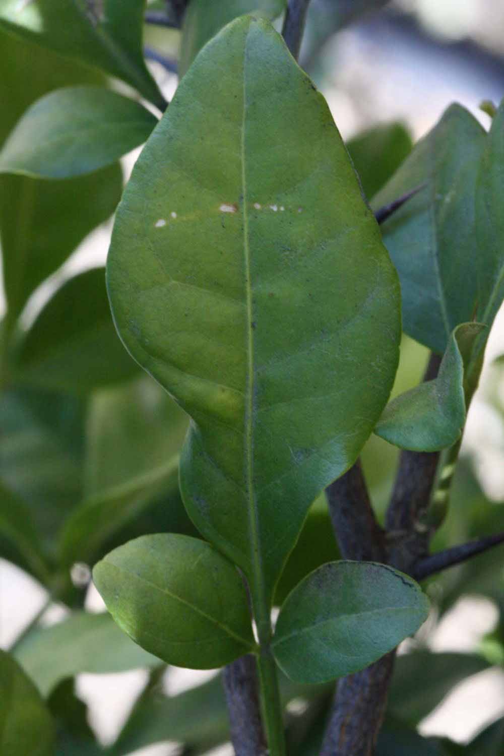              Shade leaves (Riverside, CA)       
